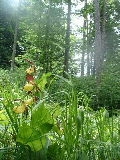 orchidee ueetli