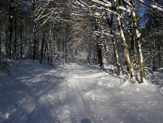 WinterinSpringeam04.01.2009029