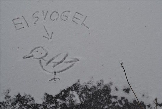 Der Eisvogel