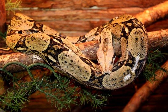 Snake³