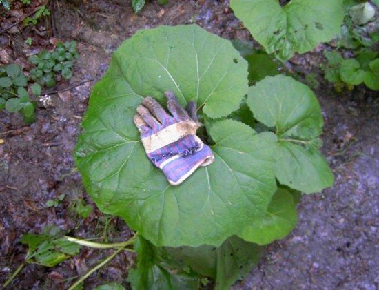 Handschuh