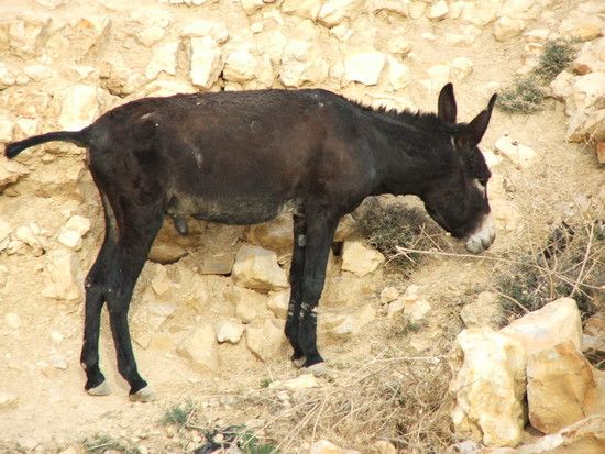 jordanien2006104