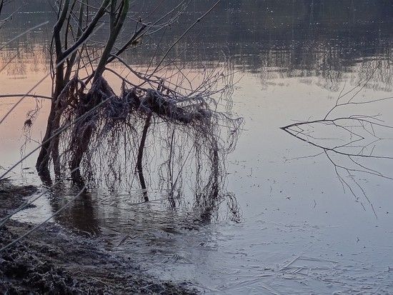 120125 Hochwasserwurzel Eis Hoehenfelder See