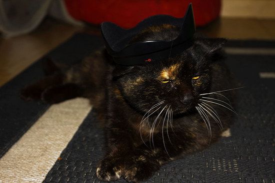 katzi