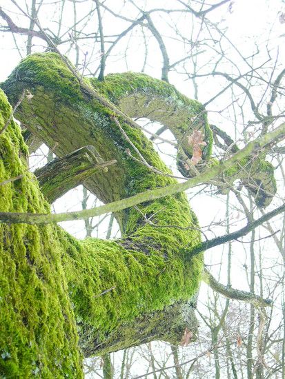 4.2.2010 baum ast moos