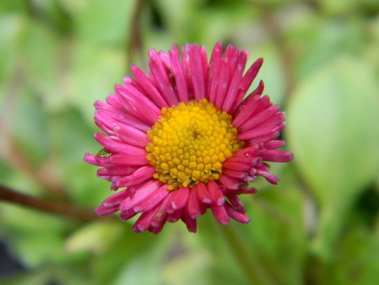 blume-r 07.07.2011