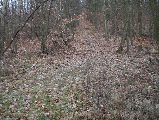 Einstieg zum Darsberg Trail