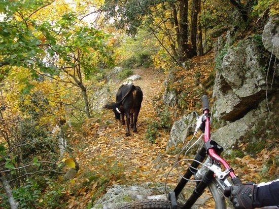 Pyrenees Kuh aufm Trail