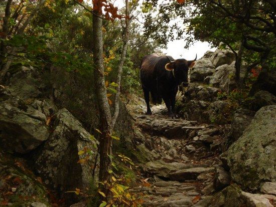 Pyrenees Trailblockade