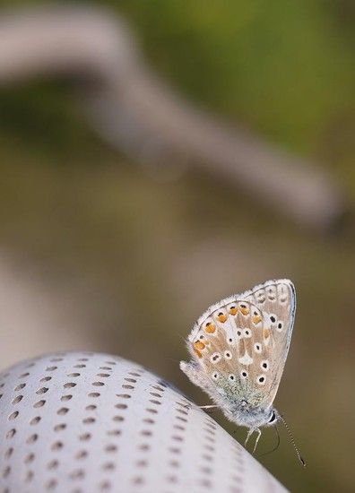 turbo schmetterling