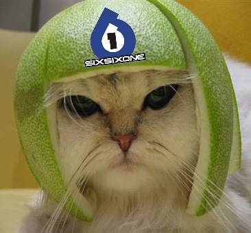 sixsixone helmet cat
