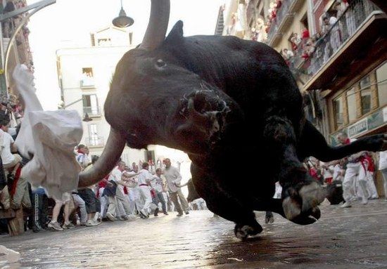 spanish bull