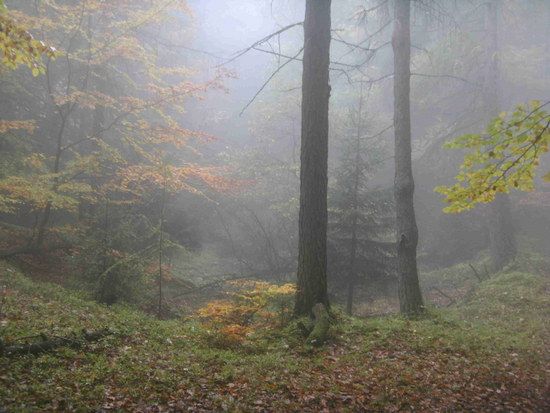 Herbststimmung auf dem nfh-Trail