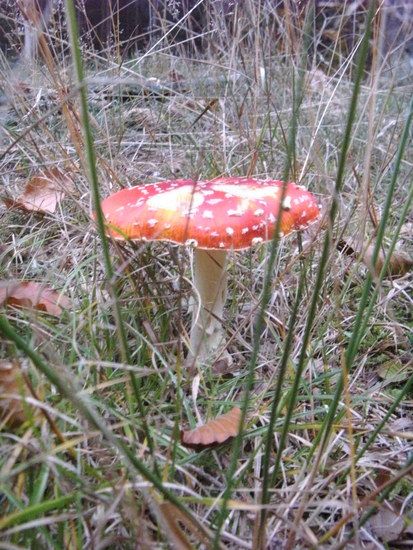 Fliegenpilz am Fuchstanz