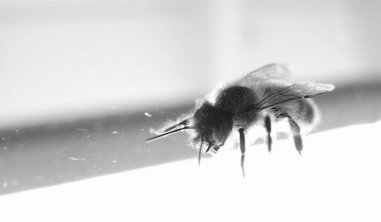 paint-a-bee in w&#039;n&#039;b