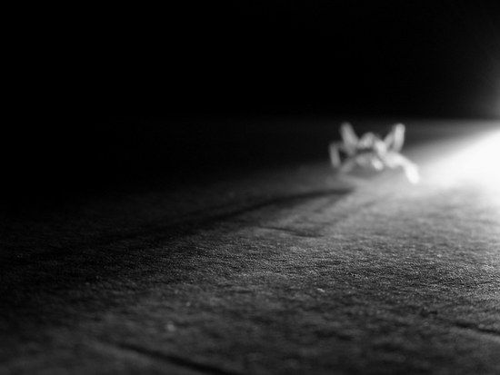 Arachnophobia