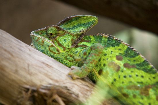 Chamaeleon