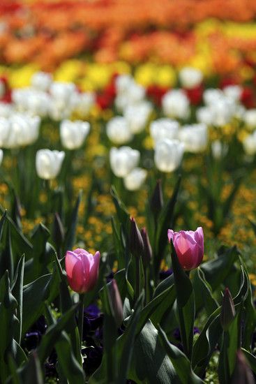 Tulpenmeer