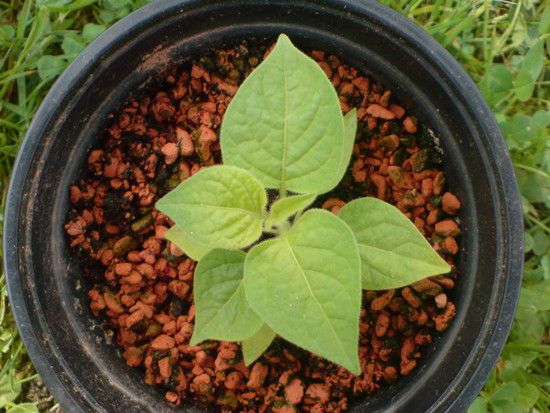 C.praetermissum