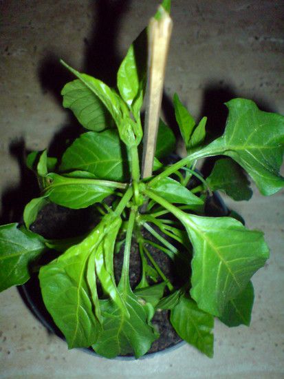 DSC00189
