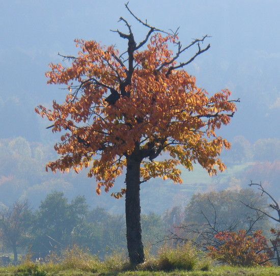 Baum3
