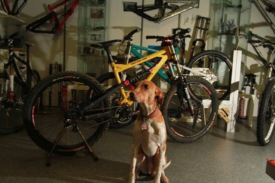 BikeBauer Teamhund