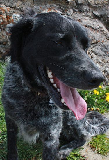 Maxi