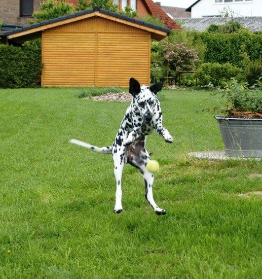 derfliegendehund1