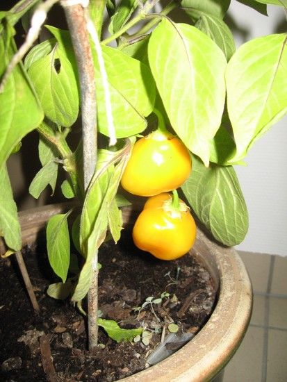 Rocoto
