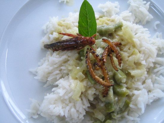 Thaicurry-Riesenheuschrecke-Zophobas