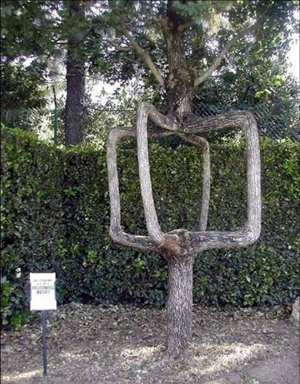 baum