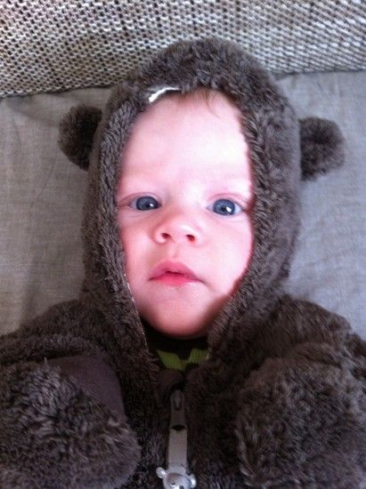 Brauner Bär