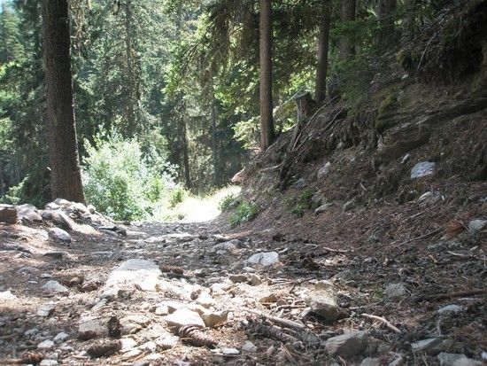 WaldtrailLarge