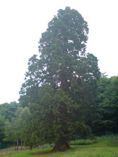 Mammutbaum in Wernigerode