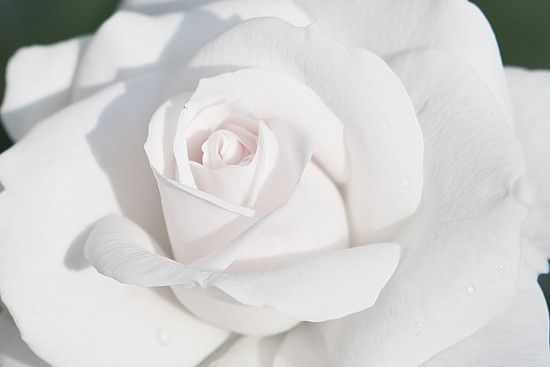 Rose in weiß