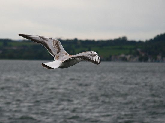 Flieg Möve, flieg!