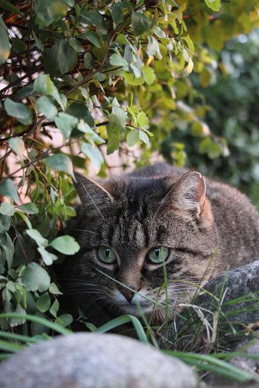 Katze 