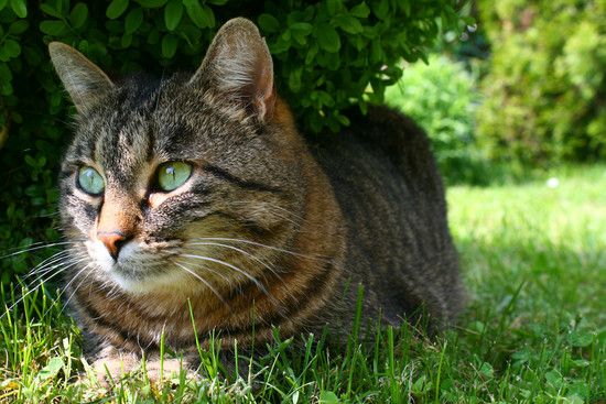 Katze