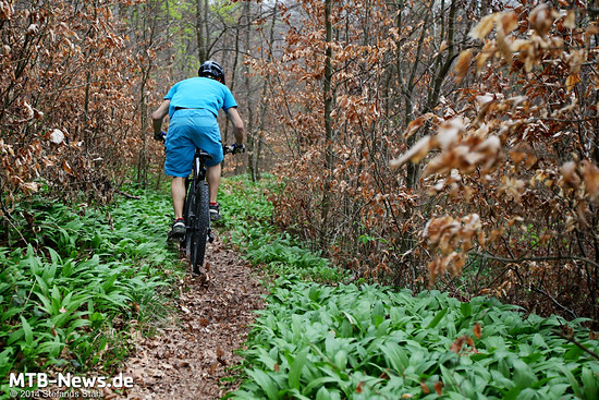 Bärlauch-Saison. Viel schöner wird der Trail das ganze Jahr nicht