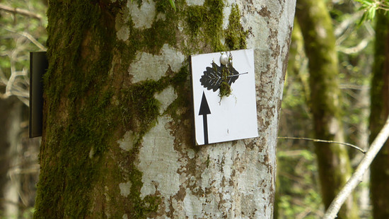 Eiche (FILEminimizer)