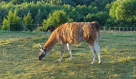 Pfalz-Lama