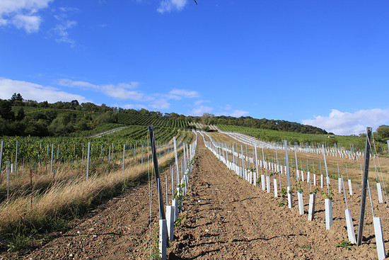 Weinbaugebiet Neustift am Walde