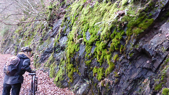 Eifelmoos (FILEminimizer)