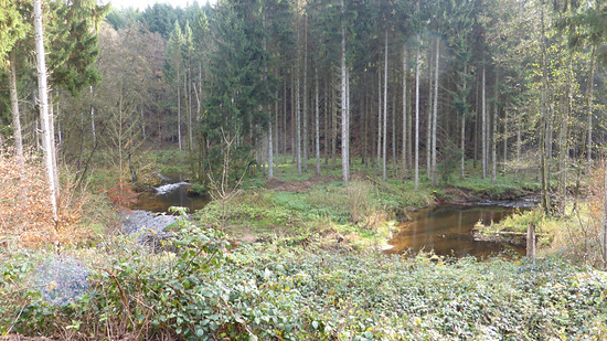 Mäandernde Salm (FILEminimizer)