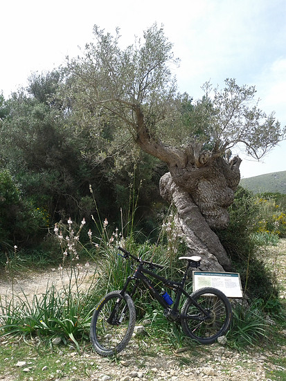 Roxybike Liteville Leihbike auf Malle an Olivenbaum in Arta Nationalpark