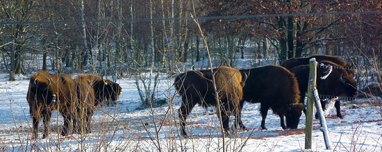 Döberitzer Heide Schnee-1