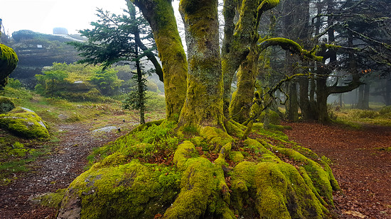 Baum aufm Schneeberg oder so