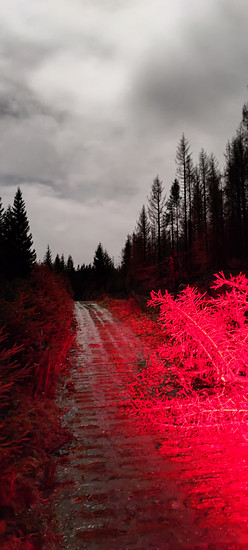 Wolfsmond am Brocken
⛰️🌝🚵🚵🚵🚵💨