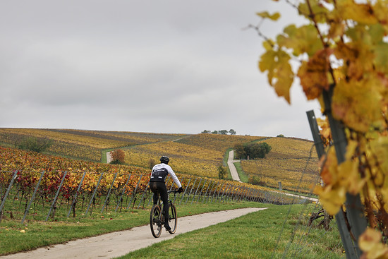 Team ride in the vineyards