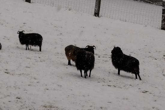Winterpokal-Aktivität